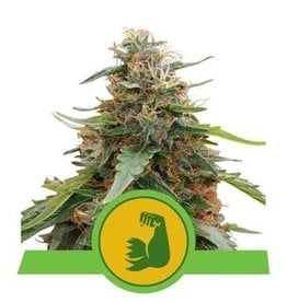 Royal Queen Seeds HulkBerry Automatic