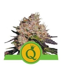 Royal Queen Seeds Purple Queen Automatic