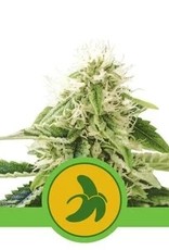 Royal Queen Seeds Fat Banana Automatic