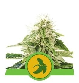 Royal Queen Seeds Fat Banana Automatic