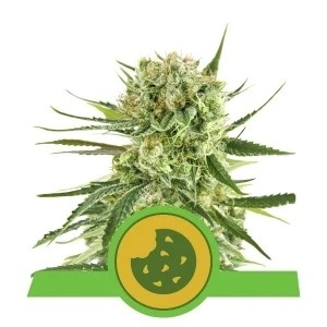 Royal Queen Seeds Royal Cookies Automatic