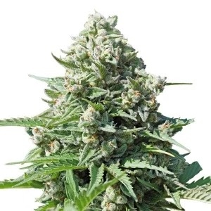 Royal Queen Seeds Royal Gorilla Automatic