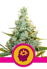 Royal Queen Seeds AMG - Amnesia Mac Ganja