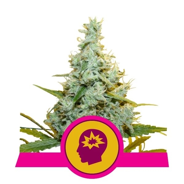 Royal Queen Seeds AMG - Amnesia Mac Ganja