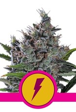 Royal Queen Seeds North Thunderfuck