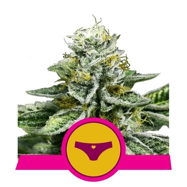 Royal Queen Seeds Sherbet Queen