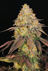 Royal Queen Seeds Legendary OG Punch