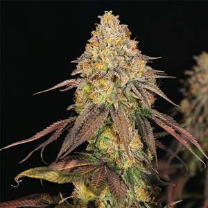 Royal Queen Seeds Legendary OG Punch