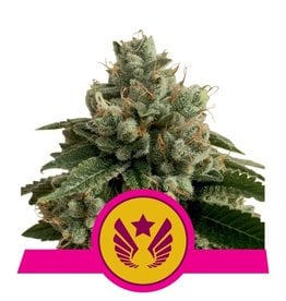 Royal Queen Seeds Legendary OG Punch