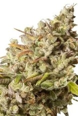 Royal Queen Seeds Royal Gorilla