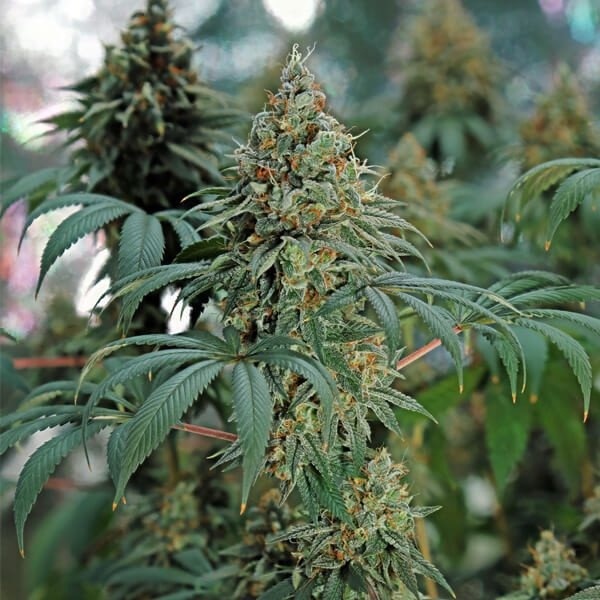 Royal Queen Seeds Fat Banana