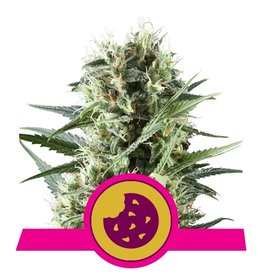 Royal Queen Seeds Royal Cookies