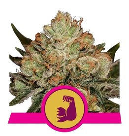 Royal Queen Seeds HulkBerry