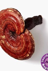 Mushrooms4Life Mushroom4Life Organic Reishi – Bio – 60 Caps