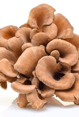 Mushrooms4Life Mushroom 4 Life Organic Maitake – Bio – 60 Caps