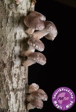 Mushrooms4Life Mushroom 4 Life Organic Shiitake – Bio – 60 Caps
