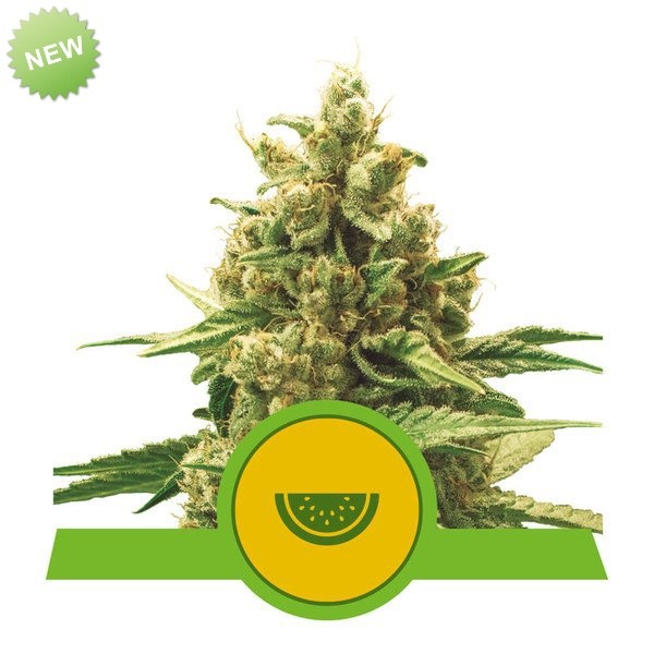 Royal Queen Seeds Watermelon Automatic