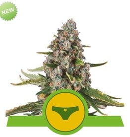 Royal Queen Seeds Sherbet Queen Automatic