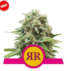 Royal Queen Seeds Royal Runtz