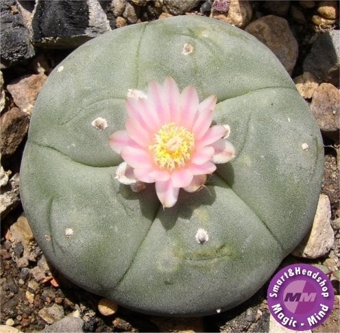 Peyote Peyote (Lophophora Williamsii) 8 jaar oud (8-10cm)