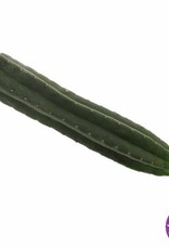 Mc smart San Pedro cutting Pachanoi 25 - 30cm