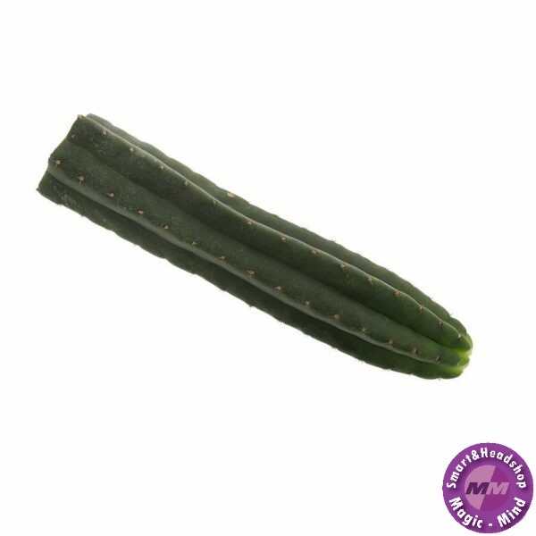 Mc smart San Pedro cutting Pachanoi 25 - 30 cm