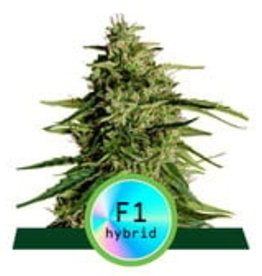 Royal Queen Seeds Milky Way F1