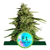 Royal Queen Seeds Milky Way F1