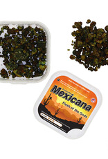 McSmart Truffels Mexicana