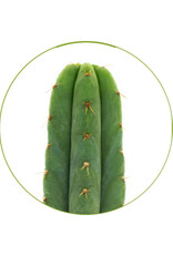 Mystic San Pedro Pachanoi (Trichocereus Pachanoi) zaden-100 stuks