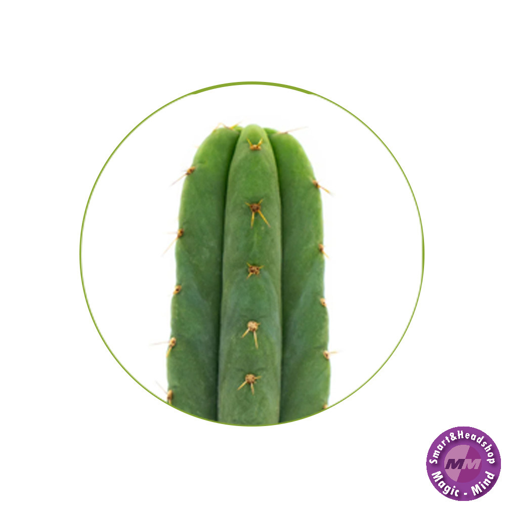 Mystic San Pedro Pachanoi (Trichocereus Pachanoi) zaden-100 stuks
