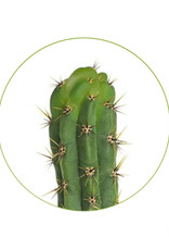 Mystic San Pedro T. Peruvianus seeds - 100 pieces