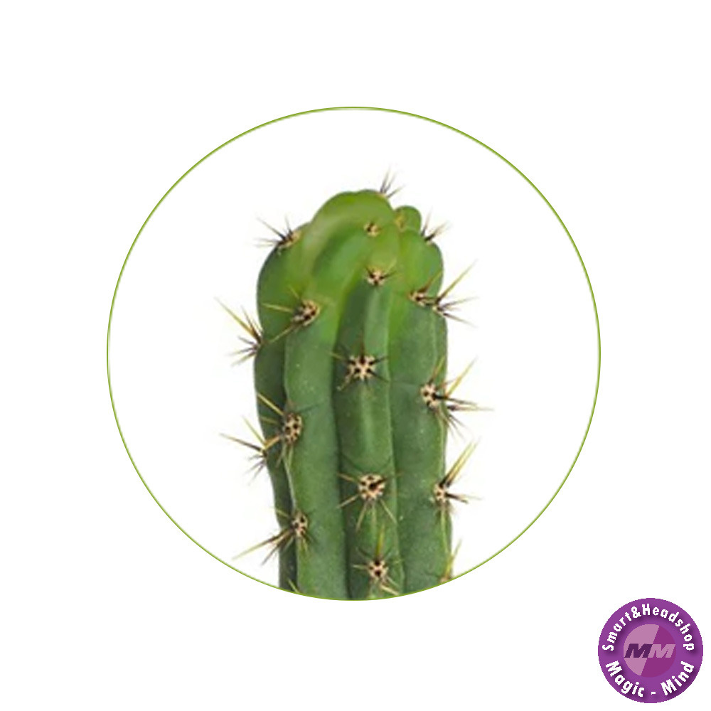 Mystic San Pedro T. Peruvianus seeds - 100 pieces