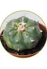 Mystic Peyote (Lophophora Williamsii) zaden-10 stuks
