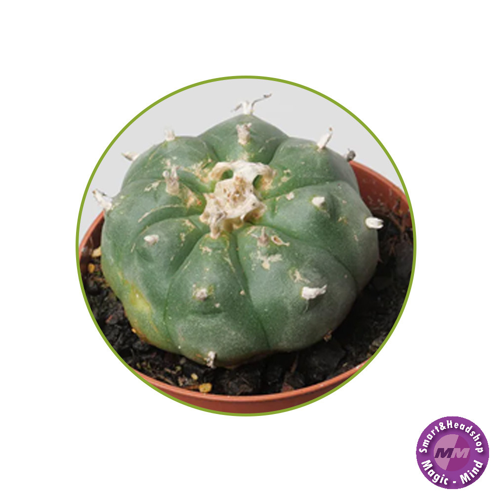 Mystic Peyote (Lophophora Williamsii) seeds-10 piecies