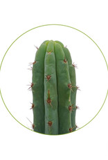 Mystic San Pedro T bridgesii seeds - 100 pieces