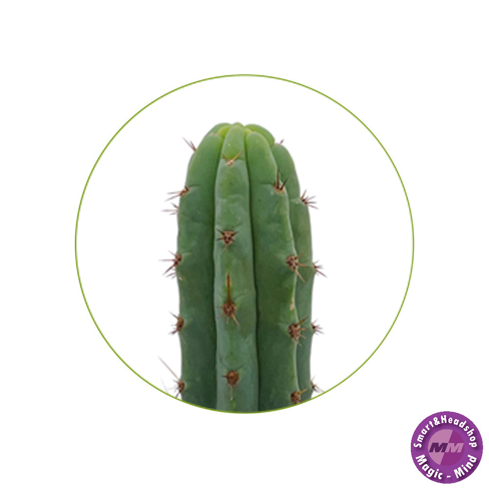 Mystic San Pedro T bridgesii zaden - 100 stuks