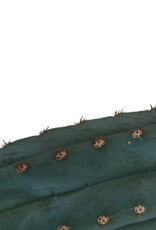 Mc smart San Pedro cutting Pachanoi 25 - 30 cm