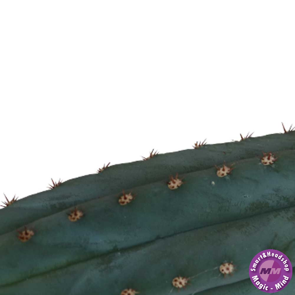 Mc smart San Pedro cutting Pachanoi 25 - 30cm