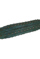 Mc smart San Pedro cutting Pachanoi 25 - 30 cm