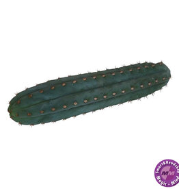 Mc smart San Pedro cutting Pachanoi 25 - 30 cm