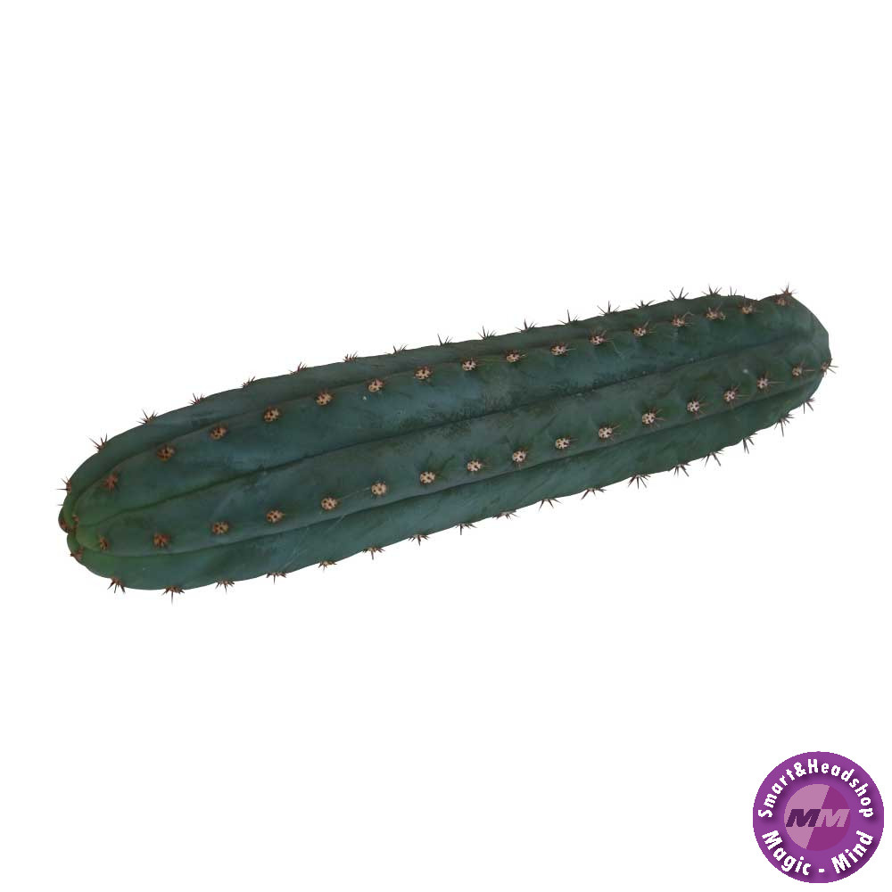 Mc smart San Pedro cutting Pachanoi 25 - 30 cm