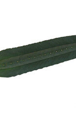 Mcsmart Cutting Echinopsis Scopulicola 25 - 29 cm