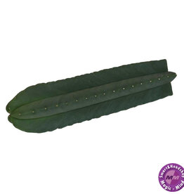 shamanita Cutting Echinopsis Scopulicola 25 - 29 cm