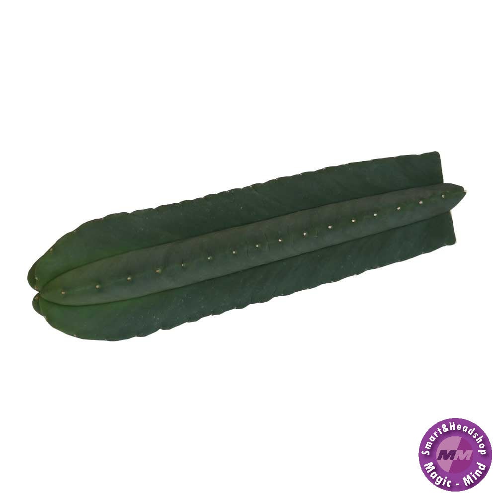 Mcsmart Cutting Echinopsis Scopulicola 25 - 29 cm