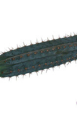 shamanita San Pedro Cutting Peruvianus - 25 - 29 cm