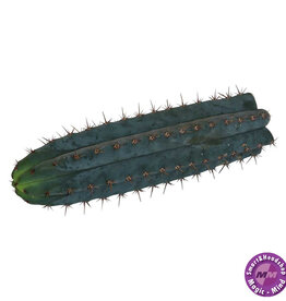 Mc smart San Pedro Cutting Peruvianus - 25 - 29 cm