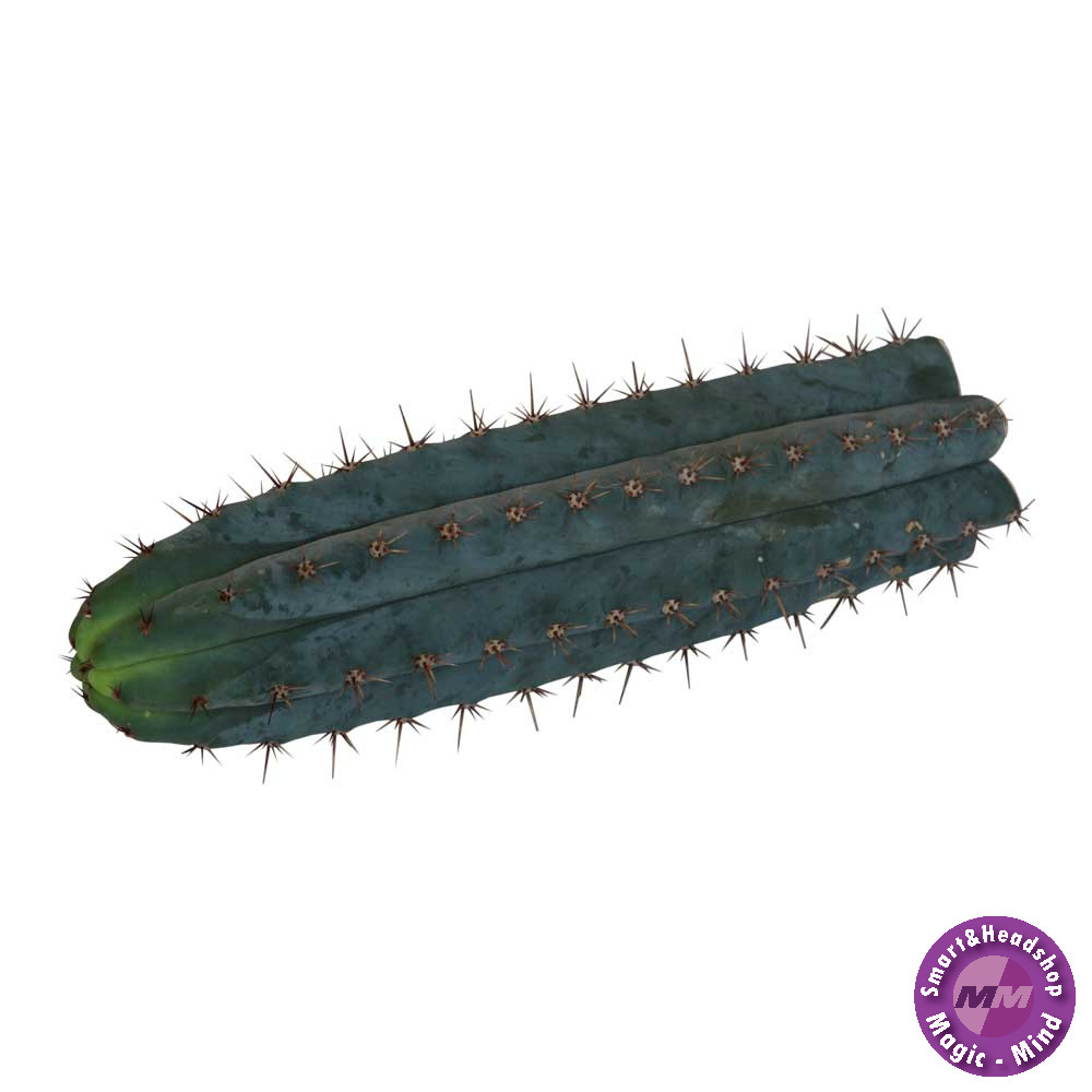 shamanita San Pedro Cutting Peruvianus - 25 - 29 cm