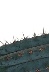 Mc smart San Pedro Cutting Peruvianus - 25 - 29 cm