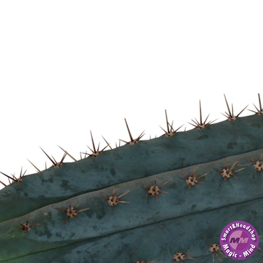 Mc smart San Pedro Cutting Peruvianus - 25 - 29 cm